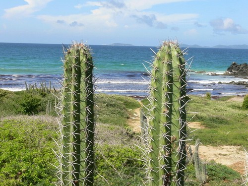 Stenocereus griseus mexican - stenocereus,